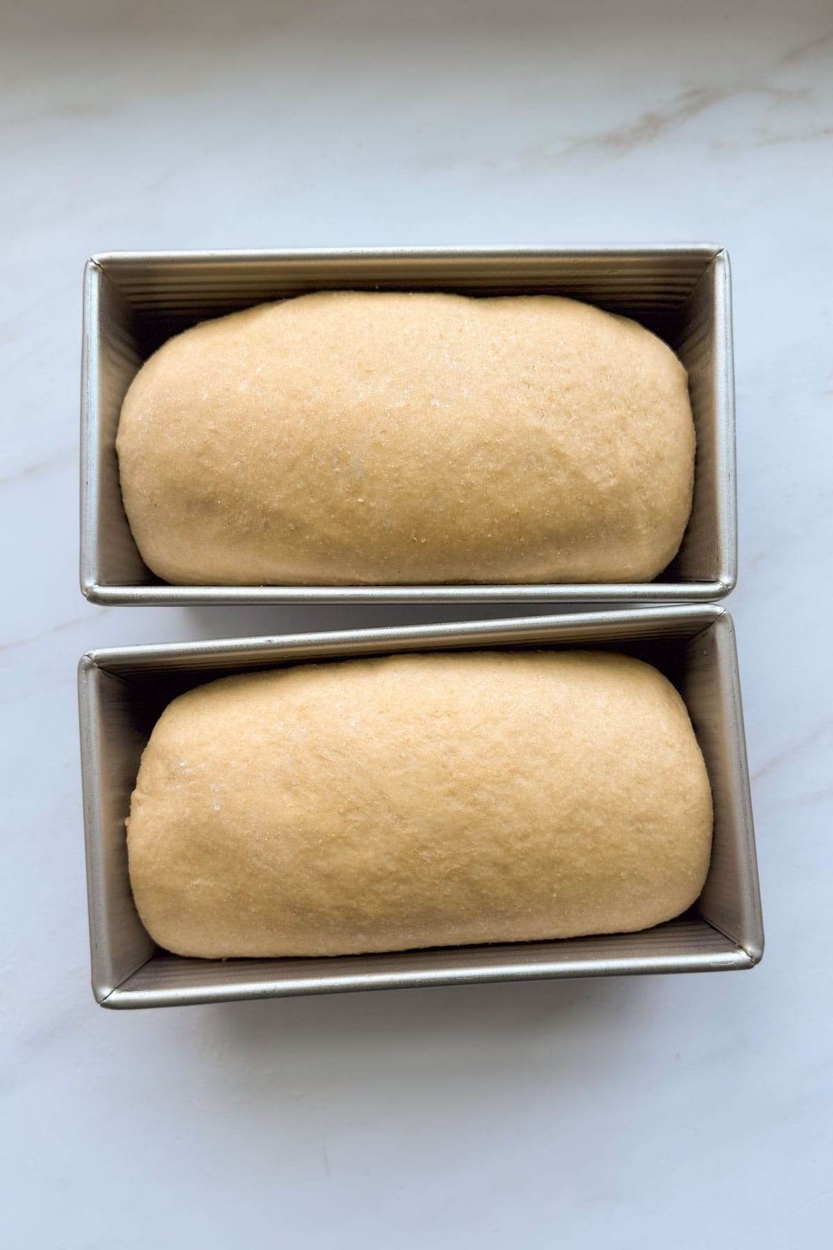 Two risen loaves of honey whole wheat bread dough in bread pans.