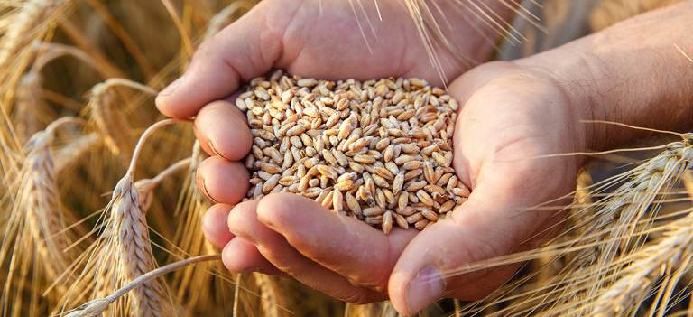 Whole grain kernels.