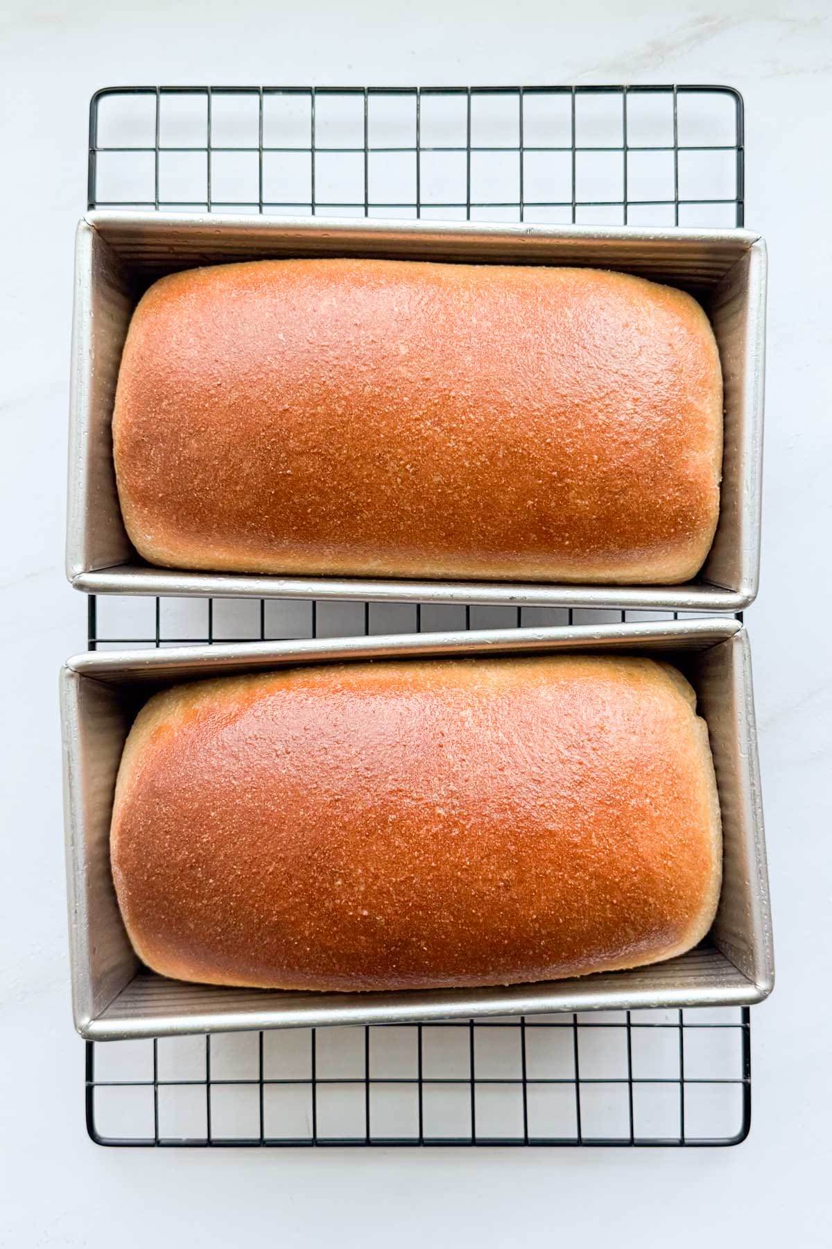 Two loaves of bread cooling in the pans on a cooling rack.